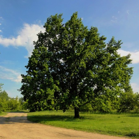 dąb szypułkowy - fot. Adam Koślin 