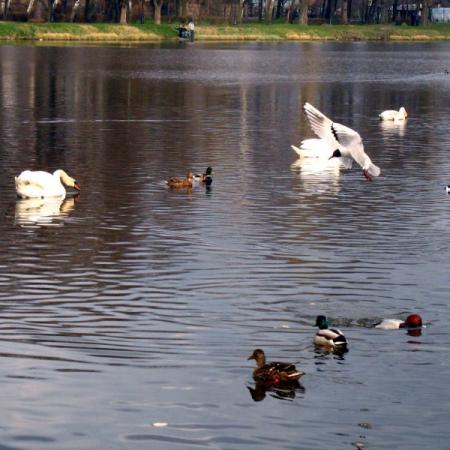 Park Miejski widok Stawu "Cylkego" z ptakami wodnymi