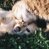 pies i kot przytulają się - fot. pixabay.com (domena publiczna)