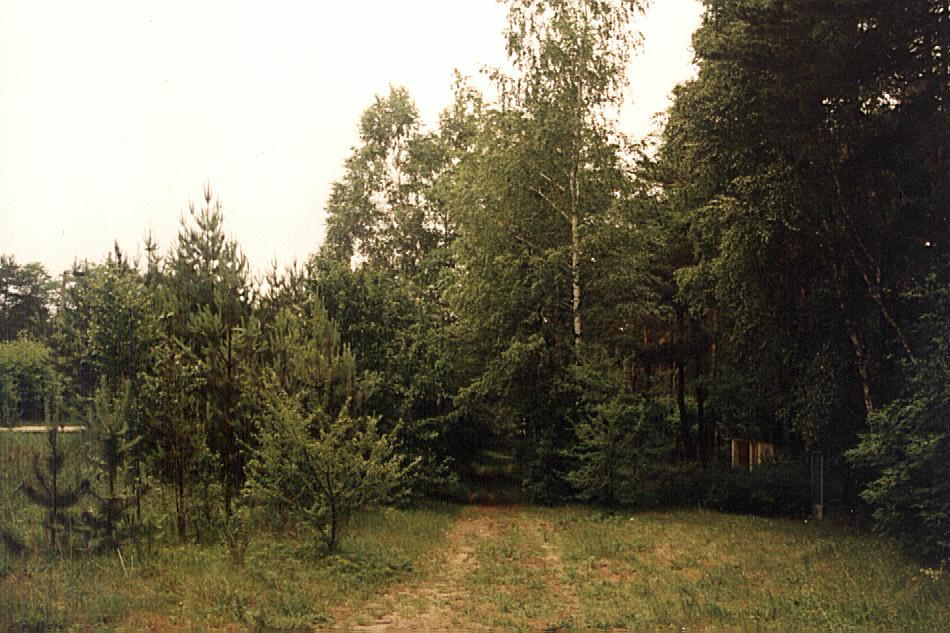 drzewa w lesie 2