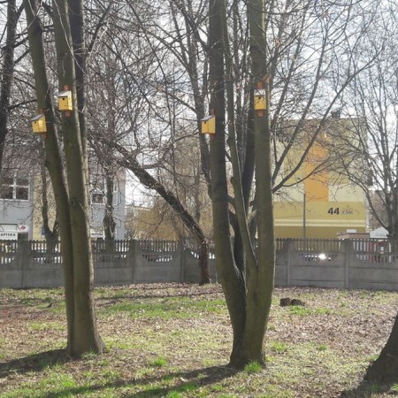 budki lęgowe na drzewach