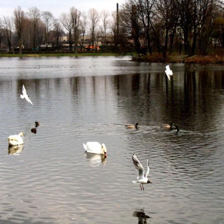 Widok Stawu "Cylkego" z ptakami wodnymi w Parku Miejskim