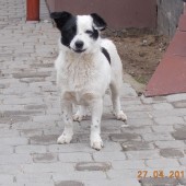 Zdjęcie odłowionego psa