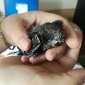 Zdjęcie ptaka jerzyka - fot. Piotr Krysztofiak