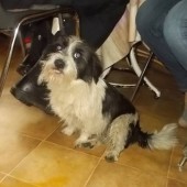 Zdjęcie odłowionego psa