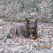 Zdjęcie psa w lesie