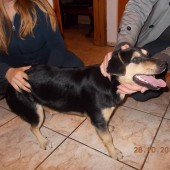 Zdjęcie odłowionego psa