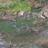 Zielona woda w rzece - fot. Straż Miejska w Zgierzu