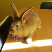 Zdjęcie odłowionego królika
