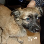 Zdjęcie odłowionego psa