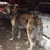 Zdjęcie odłowionego psa