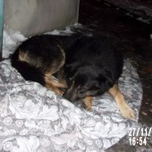 Zdjęcie odłowionego psa