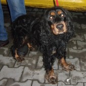 Zdjęcie odłowionego psa