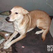 Zdjęcie odłowionego psa