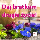 grafika