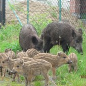 Zdjęcie dzików na ulicy - fot. Straż Miejska