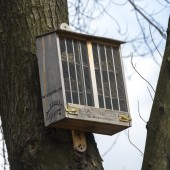 Hotel dla pszczół na drzewie