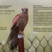 "Portrety zwierząt" plakat
