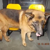 Zdjęcie odłowionego psa