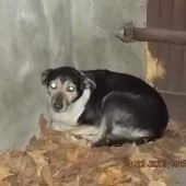 Zdjęcie odłowionego psa