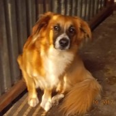 Zdjęcie odłowionego psa