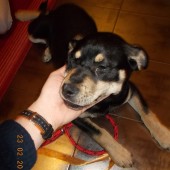 Zdjęcie odłowionego psa