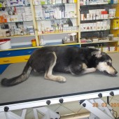 Zdjęcie odłowionego psa