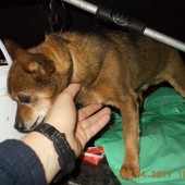 Zdjęcie odłowionego psa