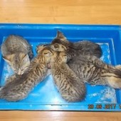 Zdjęcie małych kotków