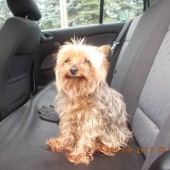 Zdjęcie odłowionego psa