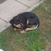 Zdjęcie odłowionego psa