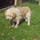 Zdjęcie odłowionego psa