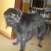 Zdjęcie odłowionego psa