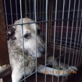 Zdjęcie odłowionego psa