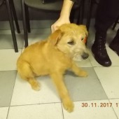 Zdjęcie odłowionego psa