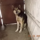 Zdjęcie odłowionego psa