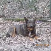 Zdjęcie psa w lesie