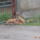 Koziołek sarny - fot. Straż Miejska w Zgierzu