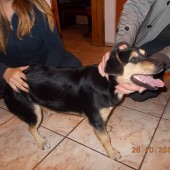 Zdjęcie odłowionego psa