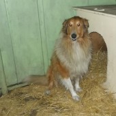 Zdjęcie odłowionego psa