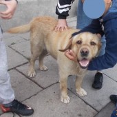 Zdjęcie odłowionego psa