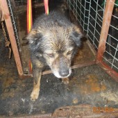 Zdjęcie odłowionego psa