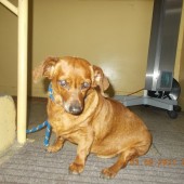 Zdjęcie odłowionego psa