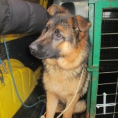 Zdjęcie odłowionego psa