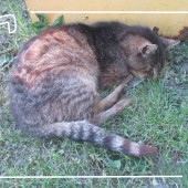 Zdjęcie odłowionego kota