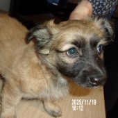 Zdjęcie odłowionego psa