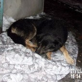 Zdjęcie odłowionego psa