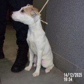 Zdjęcie odłowionego psa