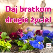 grafika