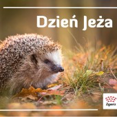 grafika